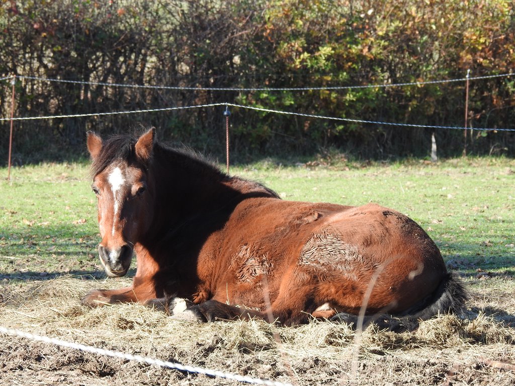 Laminitis – A chemical imbalance