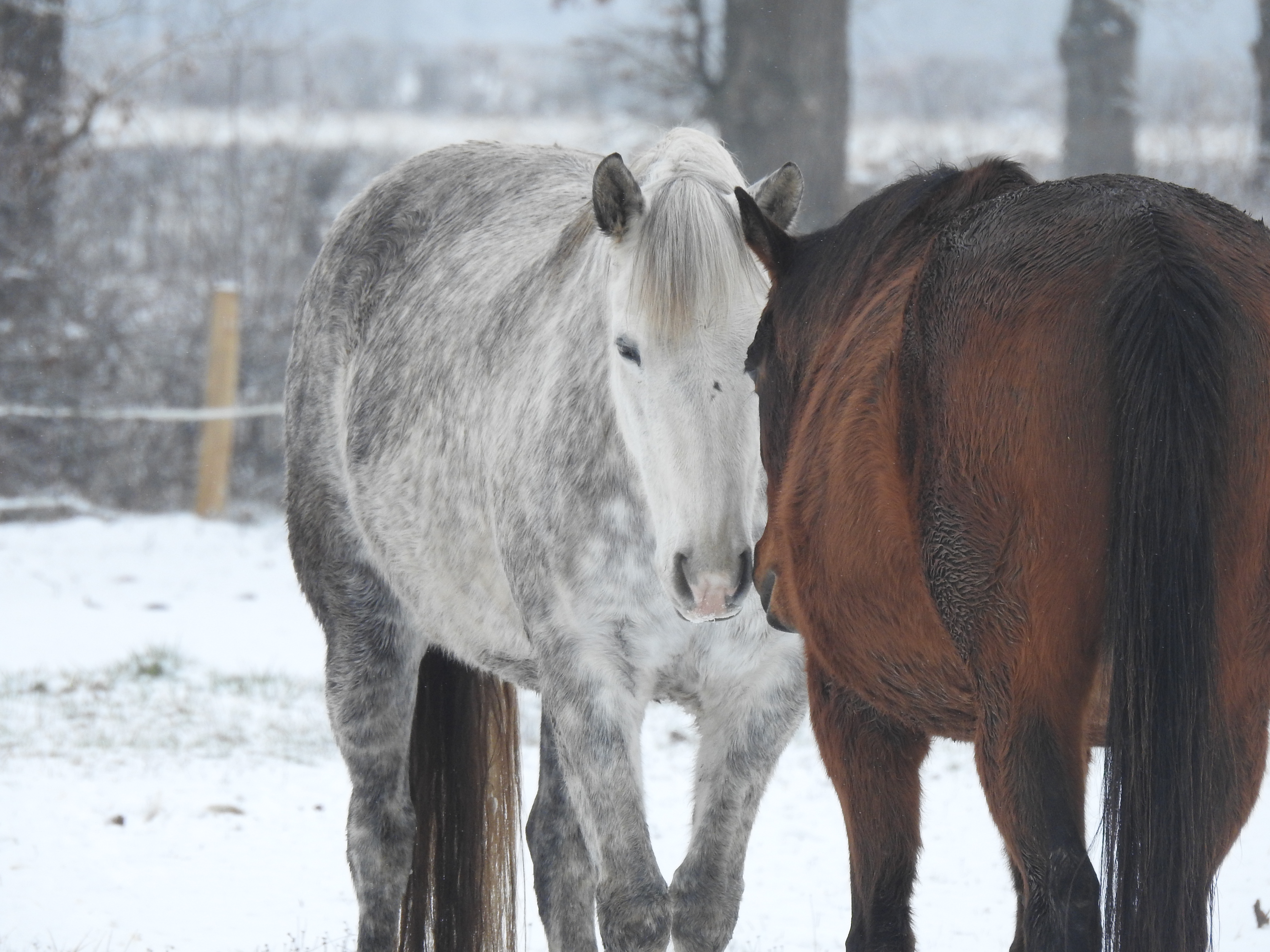 A 3 way conversation about bridles..