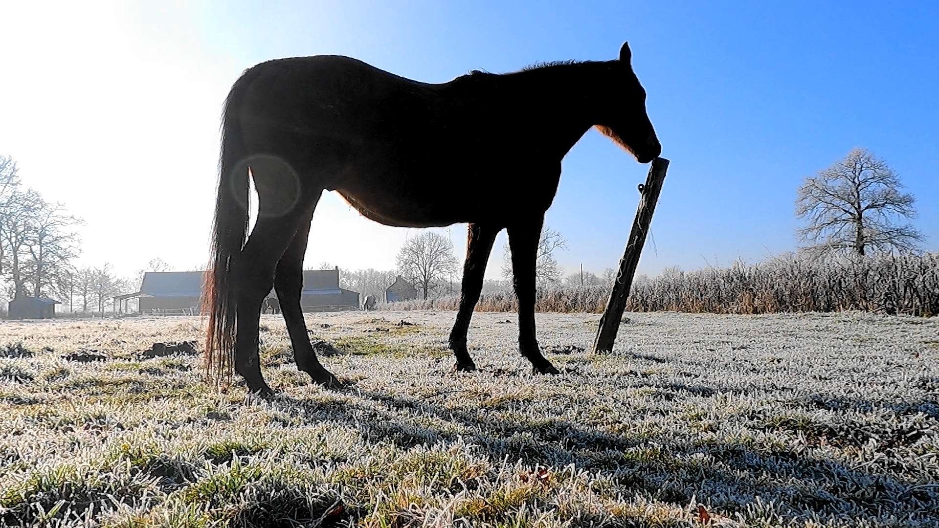 Cribbing and Windsucking…what does it look like?