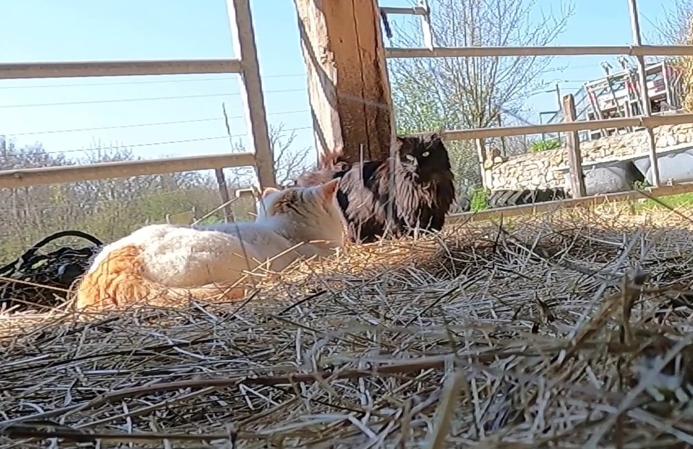My cat, Belle, uses the Trust Technique on another cat that is looking for friendship…