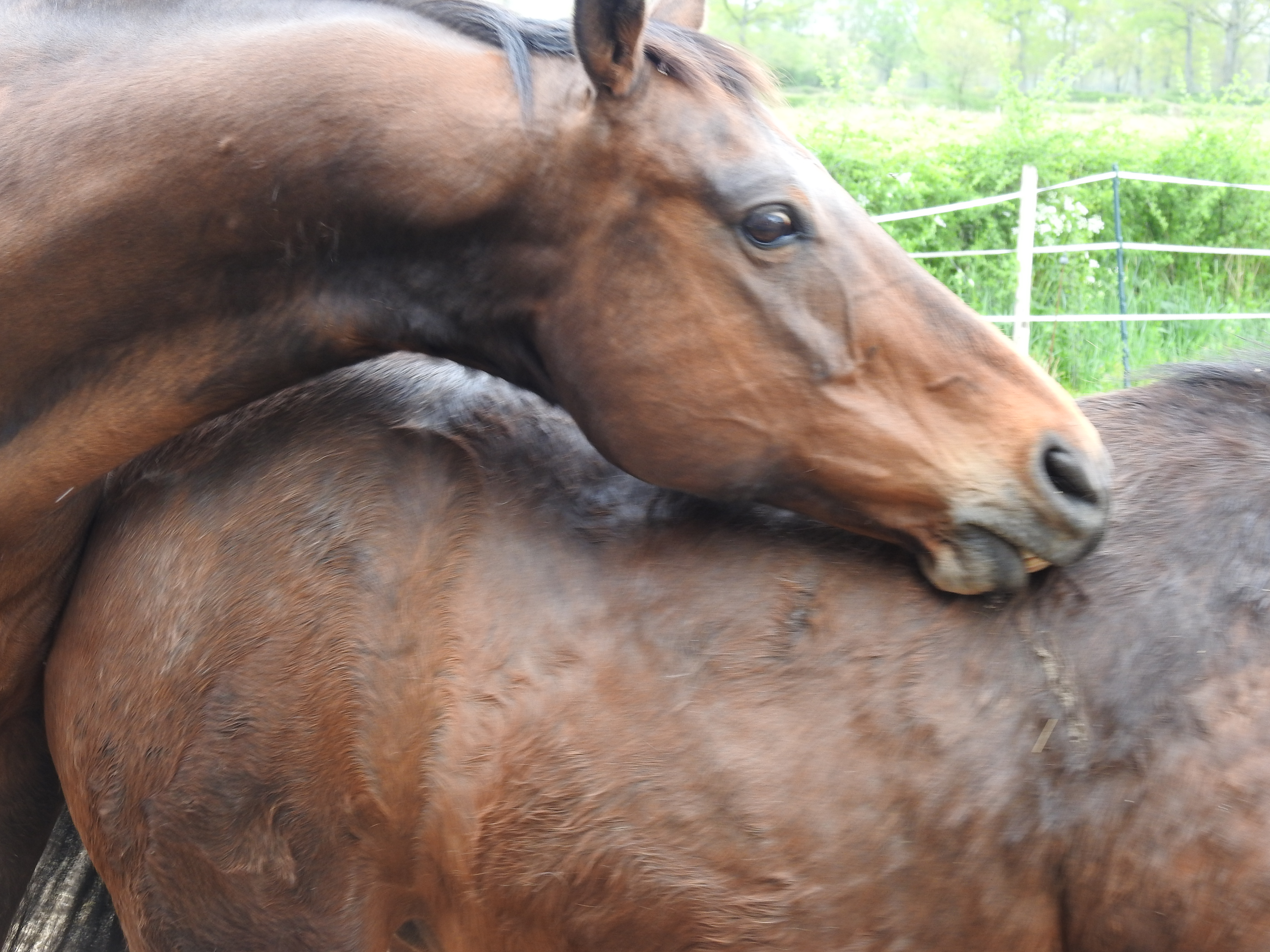 The cycle of habitual reactions