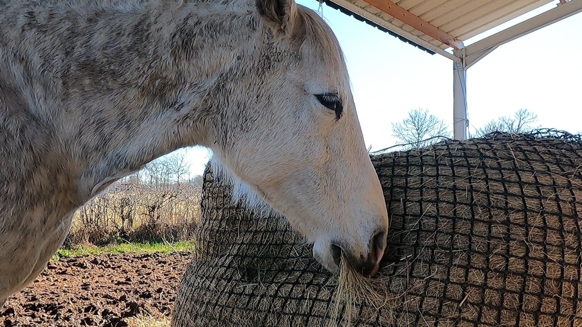 Why does my horse still want to bite my farrier?