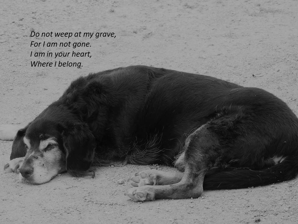 To Live and To Let Live..