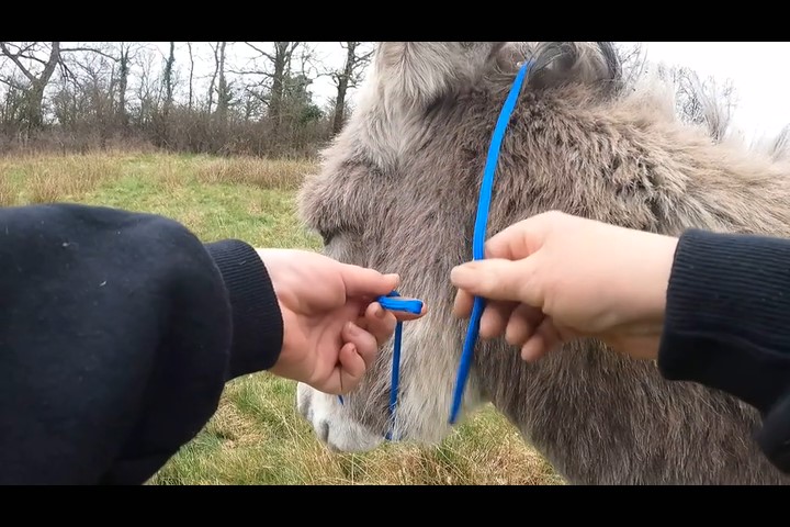 The Halter Conversation 2023-03-22 to 2023-03-30