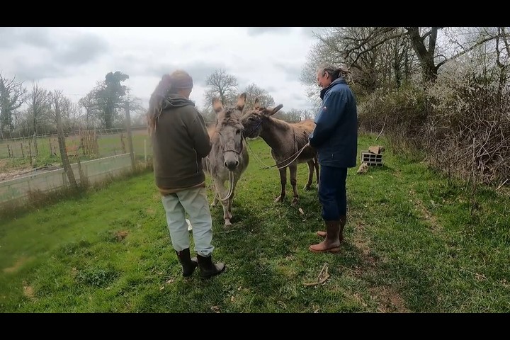 Donkeys teaching humans 2023-04-11 to 2023-04-21