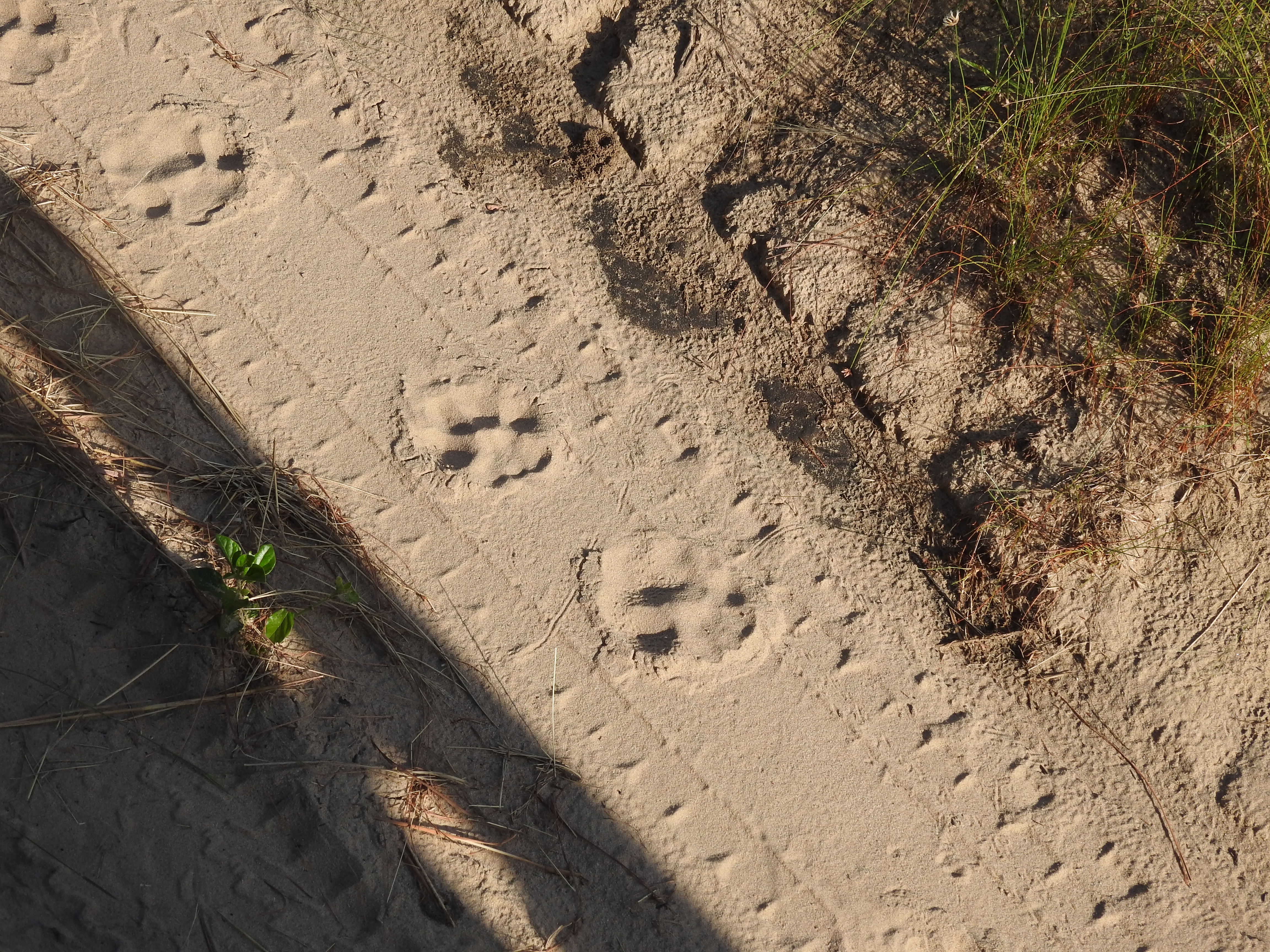 Walking in the Shadow of the Leopard