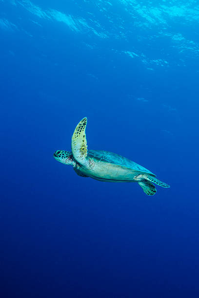 A Moment with Turtle