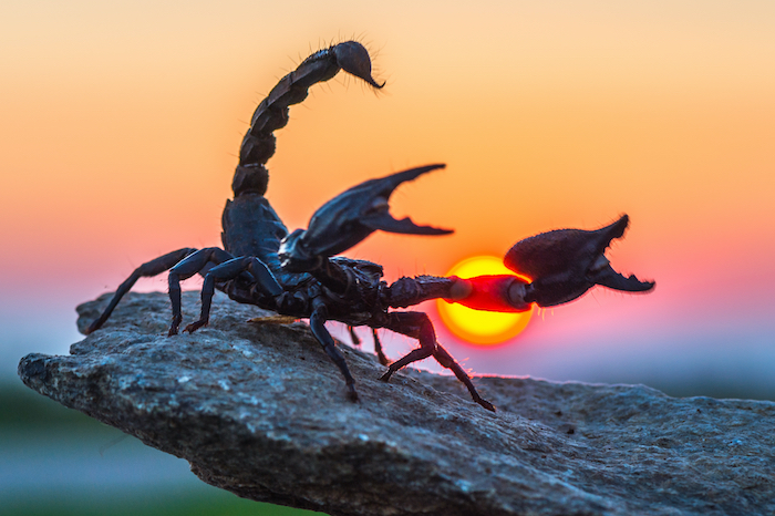 Taking a walk with the scorpion