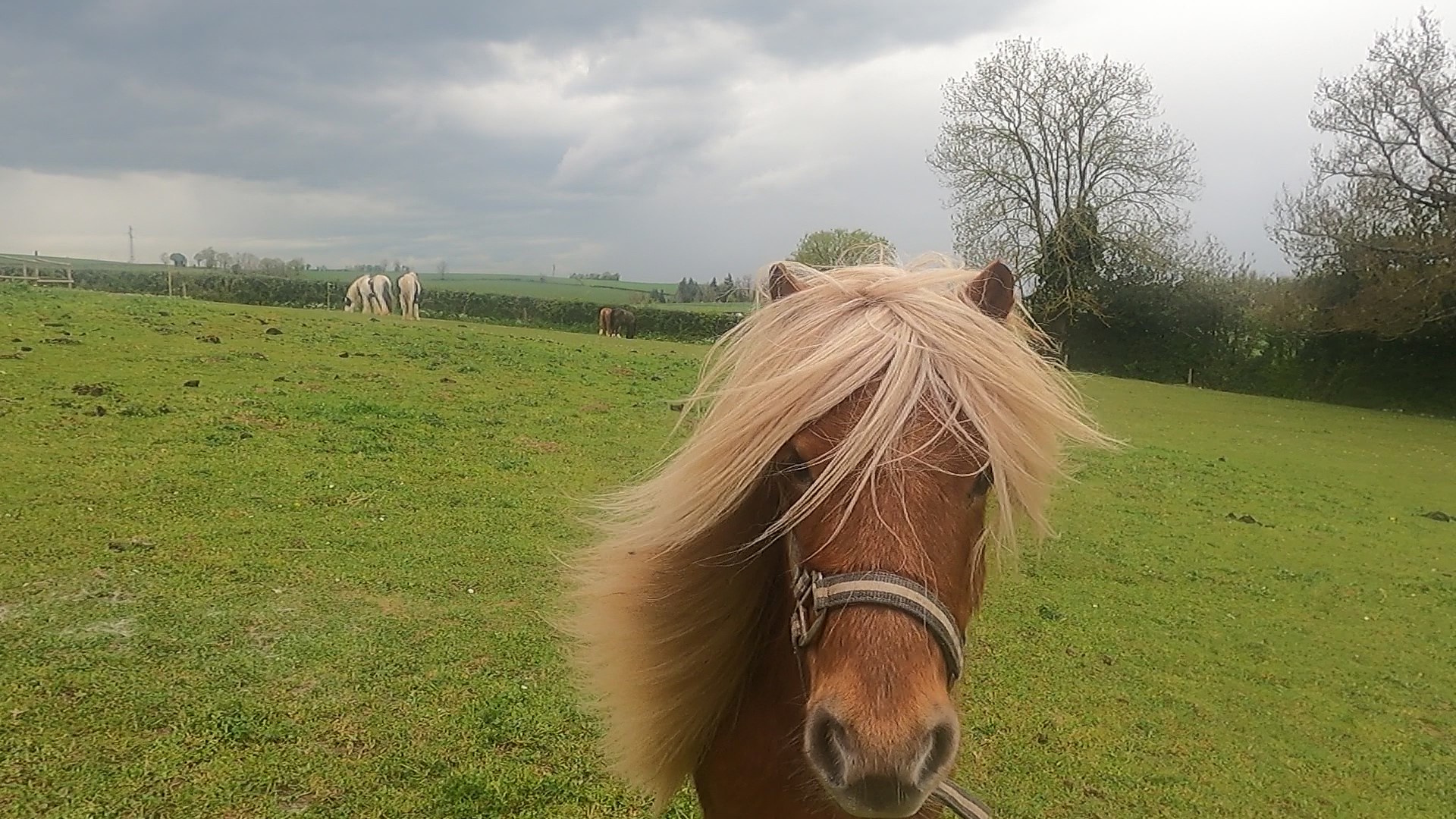 Progressive rewarding with Danny