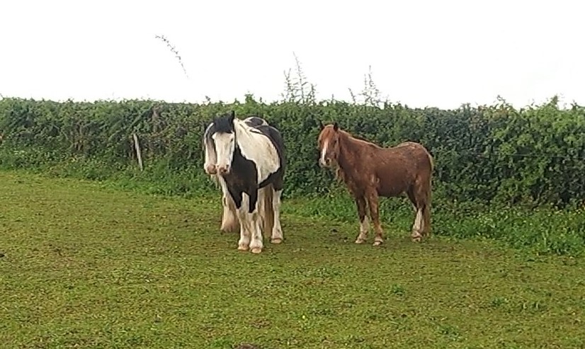 Planting seeds with Belle