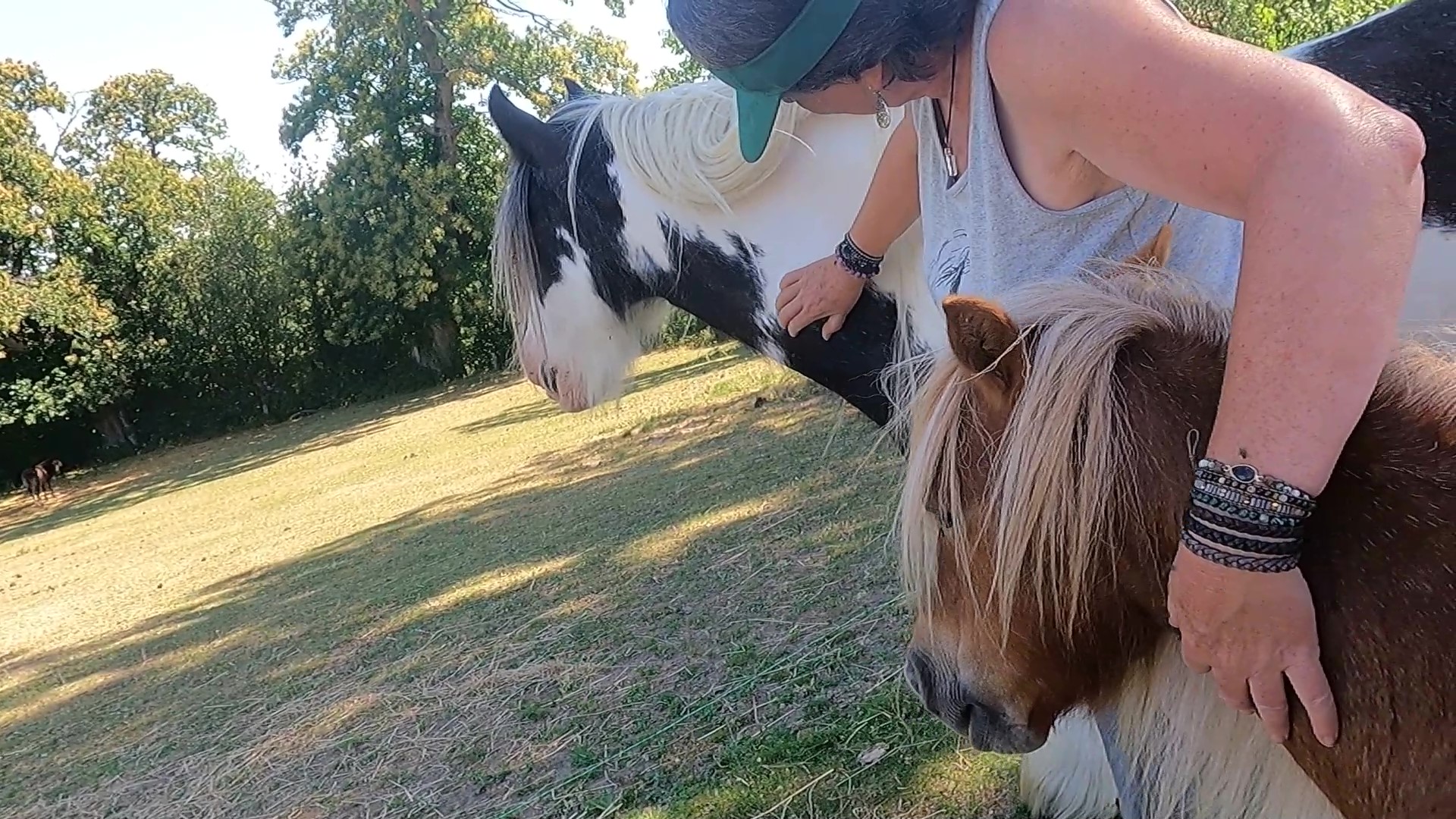 Sammy and the Head Collar